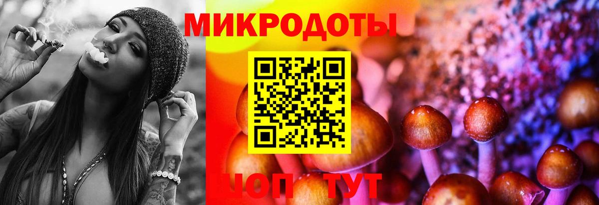 Псилоцибиновые грибы Psilocybe Тулун